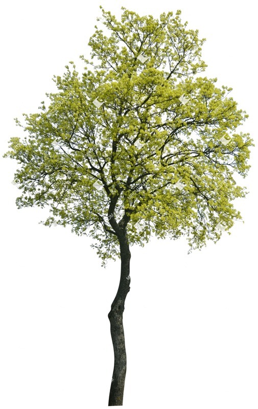 Png tree acer platanoides cut out vegetation (2346)
