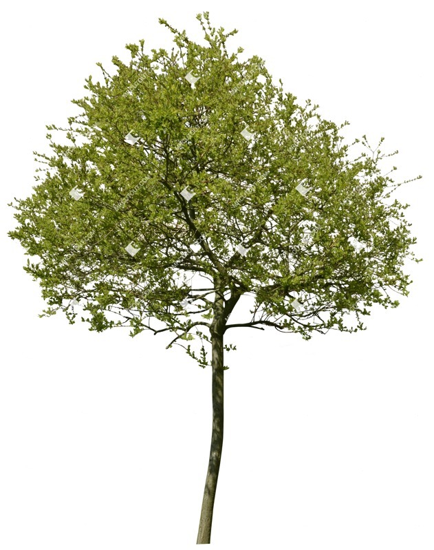 Cut out tree acer platanoides png vegetation (2347)