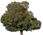 Cut out Tree Acer Platanoides 0006 | MrCutout.com - miniature