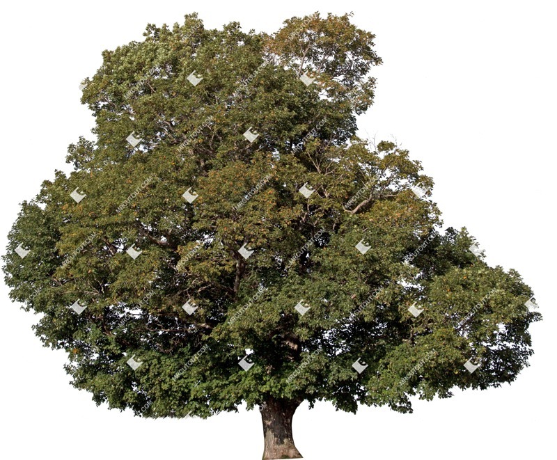 Cut out tree acer platanoides cutout plant (5834)