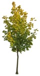 Tree acer platanoides  (7963) - miniature