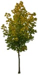 Cut out tree acer platanoides png vegetation (8212) - miniature