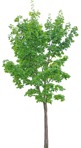 Tree acer platanoides  (9419) - miniature