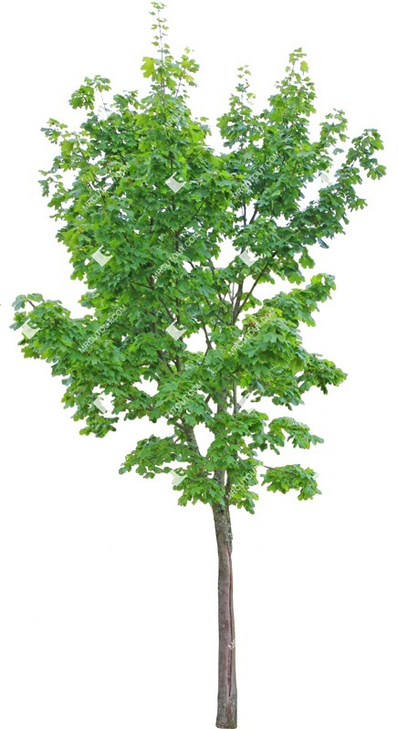 Png tree acer platanoides cut out vegetation (9419)