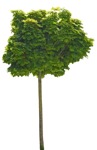 Cut out tree acer platanoides cut out vegetation (9420) - miniature