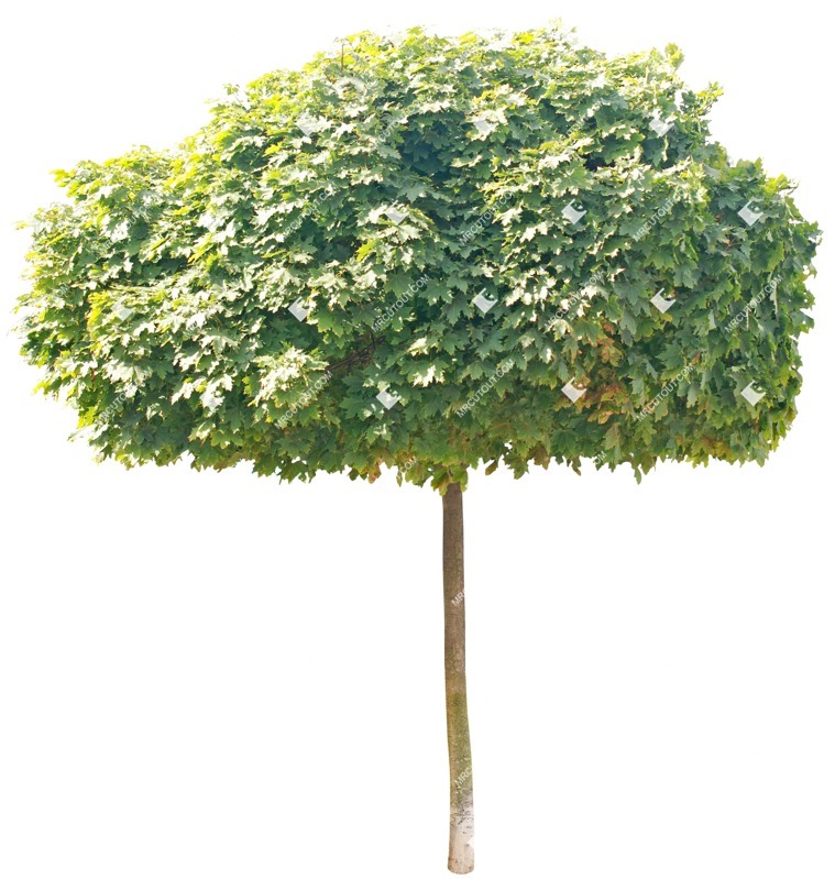 Png tree acer platanoides globosum cutout plant (4803)