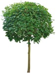 Cut out tree acer platanoides globosum vegetation png (3550) - miniature