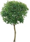Cut out Tree Acer Platanoides Globosum 0010 | MrCutout.com - miniature