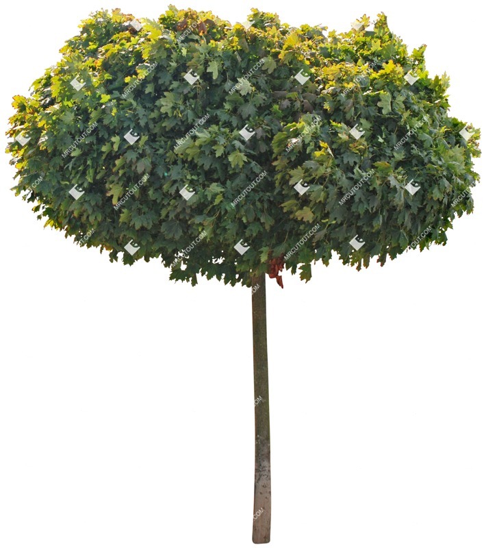 Png tree acer platanoides globosum vegetation png (3994)