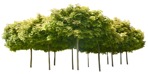 Cut out Tree Acer Platanoides Globosum 0014 | MrCutout.com - miniature
