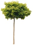 Tree acer platanoides globosum  (2061) - miniature
