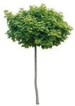 Cut out Tree Acer Platanoides Globosum 0017 | MrCutout.com - miniature