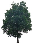 Cut out Tree Acer Platanoides Globosum 0018 | MrCutout.com - miniature