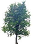 Cut out tree acer platanoides globosum cut out vegetation (8484) - miniature