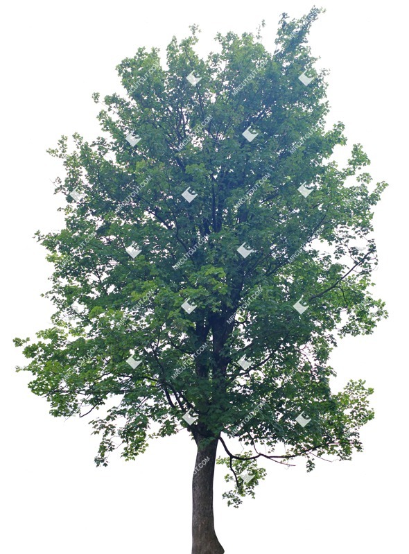 Cut out tree acer platanoides globosum cut out vegetation (8484)