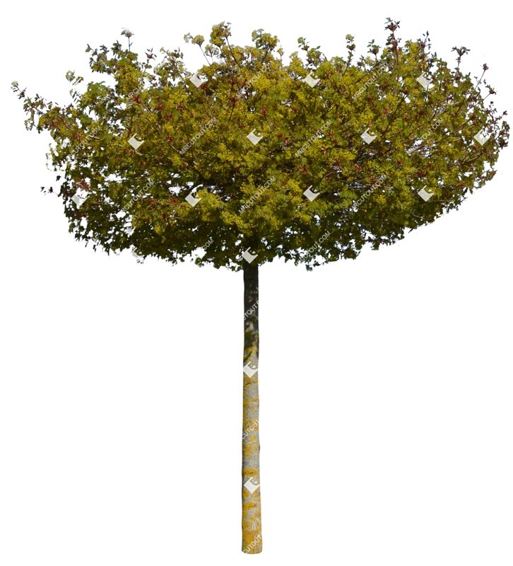 Cutout tree acer platanoides globosum plant cutouts (14146)