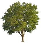 Tree acer pseudoplatanus  (16022) - miniature