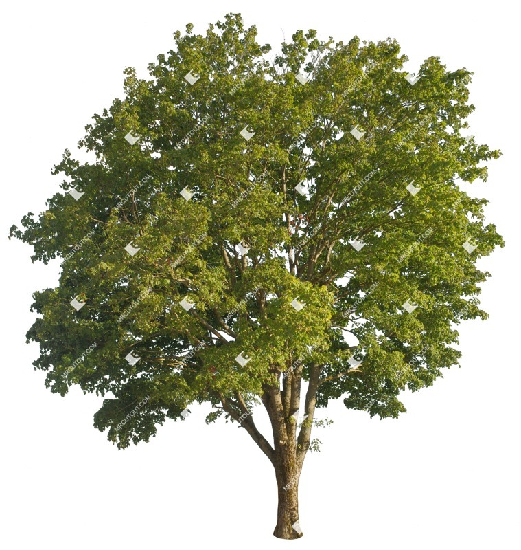Png tree acer pseudoplatanus cut out vegetation (16022)