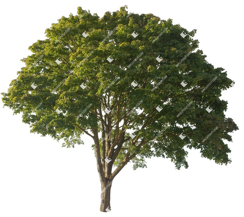 Cut out tree acer pseudoplatanus cut out vegetation (16295)