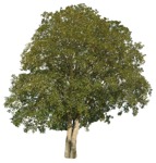 Cutout tree acer pseudoplatanus cut out vegetation (16026) - miniature