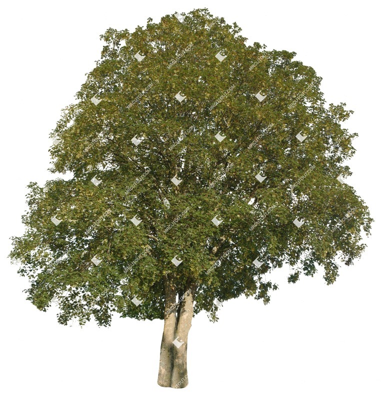 Cutout tree acer pseudoplatanus cut out vegetation (16026)