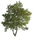 Png tree acer pseudoplatanus cut out vegetation (16692) - miniature
