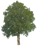 Cut out tree acer pseudoplatanus cut out vegetation (16693) | MrCutout.com - miniature