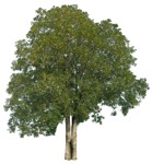 Cutout tree acer pseudoplatanus cut out vegetation (16025) - miniature