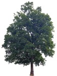 Cut out tree acer rubrum plant cutouts (8980) - miniature