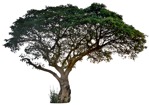 Tree adansonia  (7447) - miniature