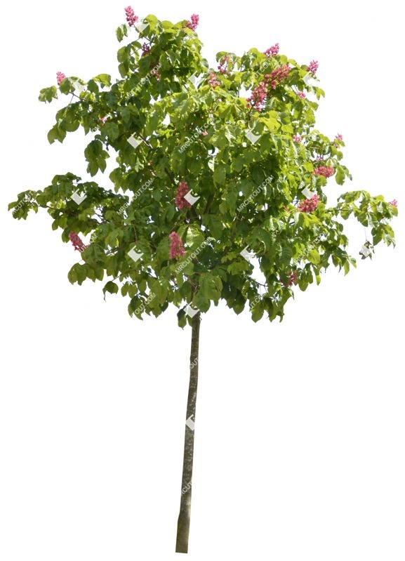 Cut out tree aesculus carnea png vegetation (1474)