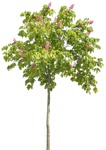 Cutout tree aesculus carnea png vegetation (1280) - miniature