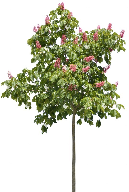 Cut out tree aesculus carnea png vegetation (1279)