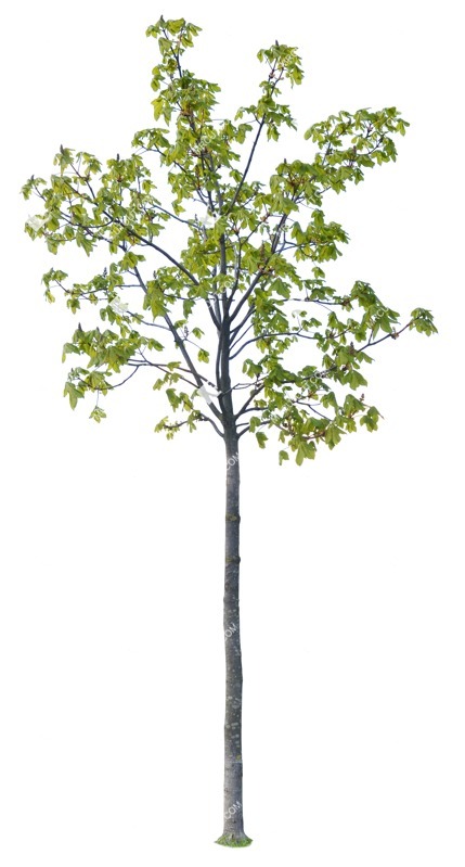 Cutout tree aesculus hippocastanum cutout plant (1003)