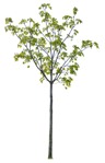 Cut out Tree Aesculus Hippocastanum 0002 | MrCutout.com - miniature