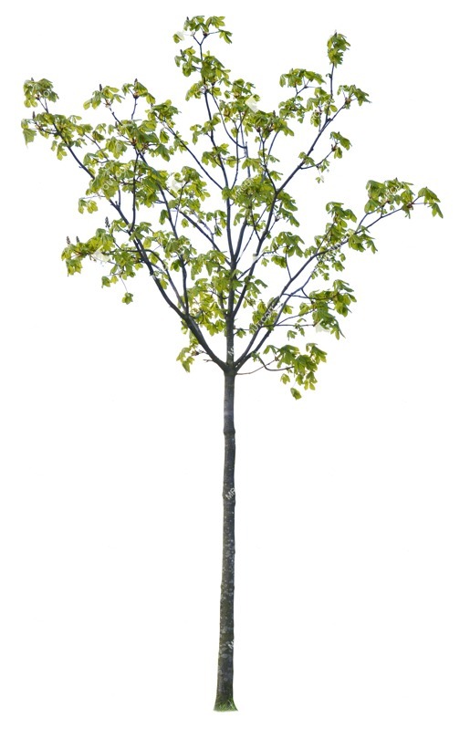 Png tree aesculus hippocastanum cutout plant (1004)