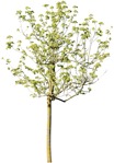 Png tree aesculus hippocastanum cut out plants (4031) - miniature