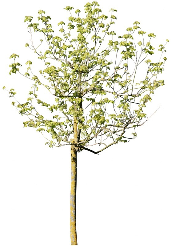 Png tree aesculus hippocastanum cut out plants (4031)