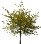 Cut out Tree Aesculus Hippocastanum 0007 | MrCutout.com - miniature