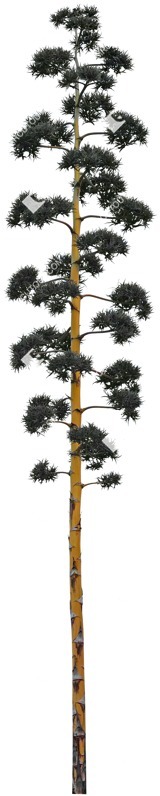 Png tree agave americana vegetation png (4785)