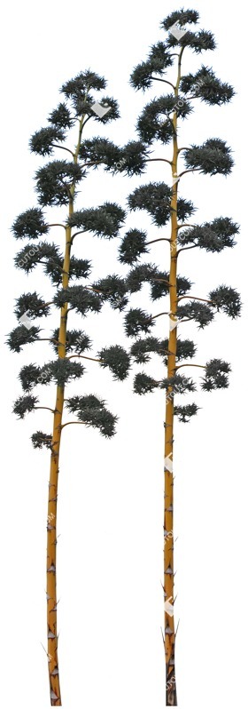 Cut out tree agave americana png vegetation (4733)
