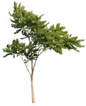 Cut out Tree Ailanthus Altissima 0001 | MrCutout.com - miniature