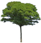 Cut out Tree Ailanthus Altissima 0002 | MrCutout.com - miniature