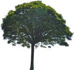 Cut out tree ailanthus altissima cut out vegetation (5995) - miniature