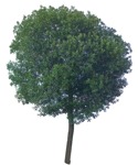 Cutout tree ailanthus altissima plant cutouts (9179) - miniature