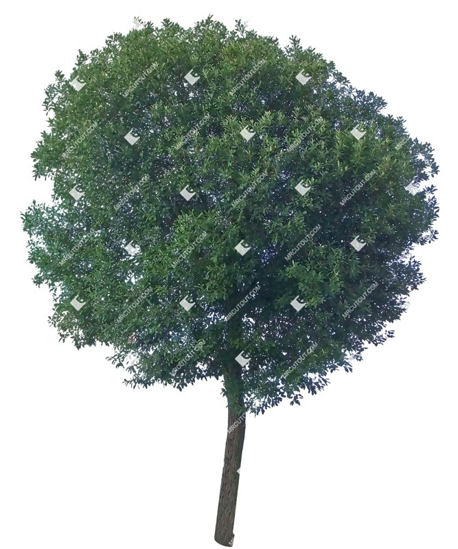 Cutout tree ailanthus altissima plant cutouts (9363)