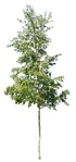 Cut out Tree Betula Pendula 0001 | MrCutout.com - miniature