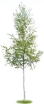 Tree betula pendula  (1039) - miniature
