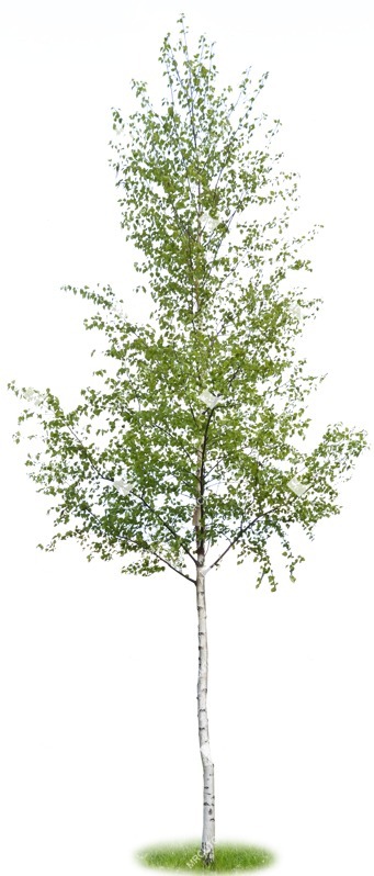 Png tree betula pendula cut out vegetation (1039)