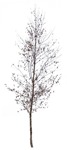Tree betula pendula  (492) - miniature
